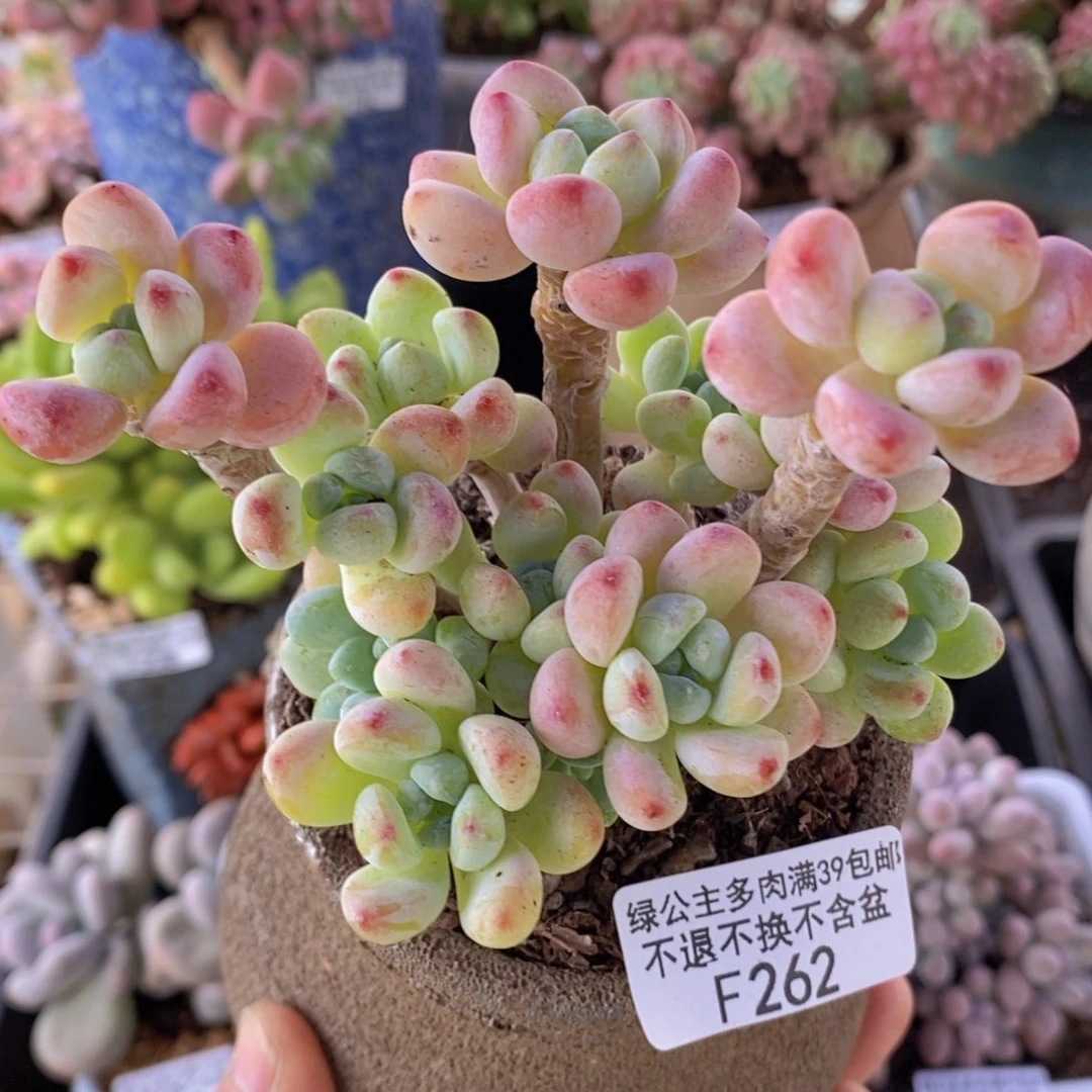 樱花罗琦9cm262多肉植物