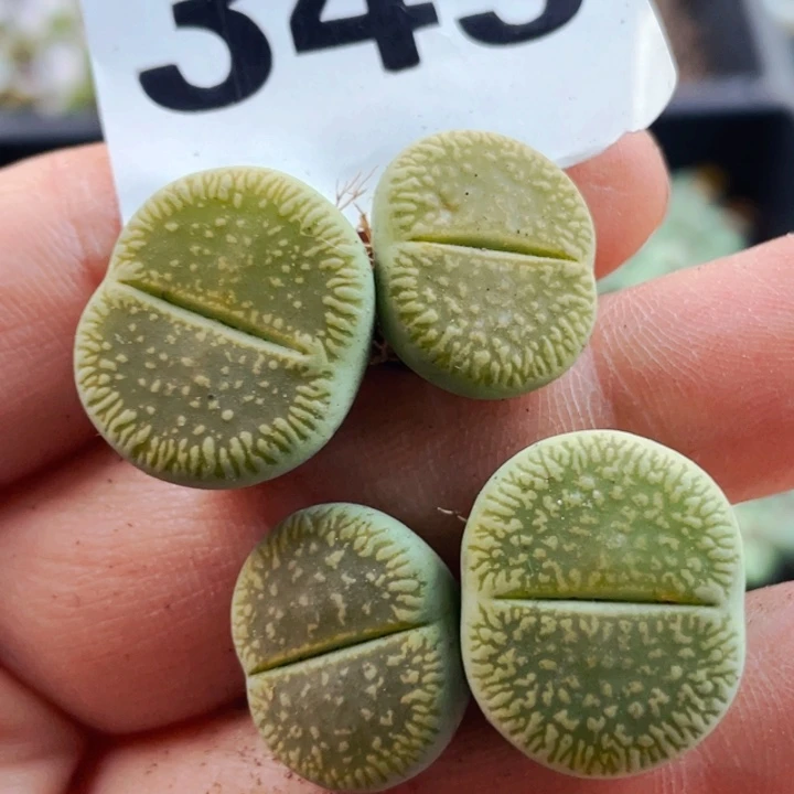 345绿光阳母本4颗ll