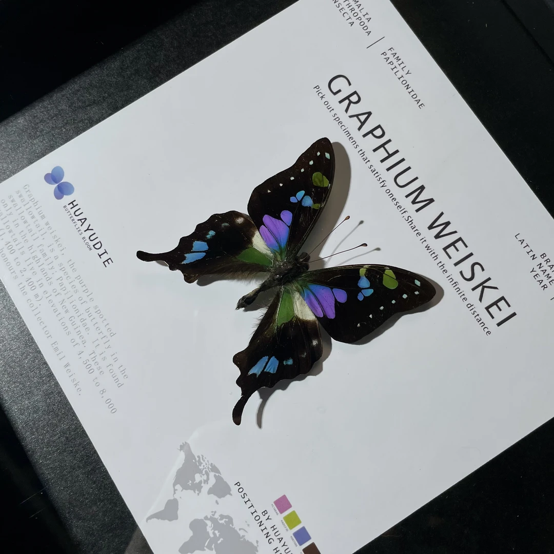 玫瑰青凤蝶真蝴蝶生日女友闺蜜创意礼物家居好物时尚标本相框