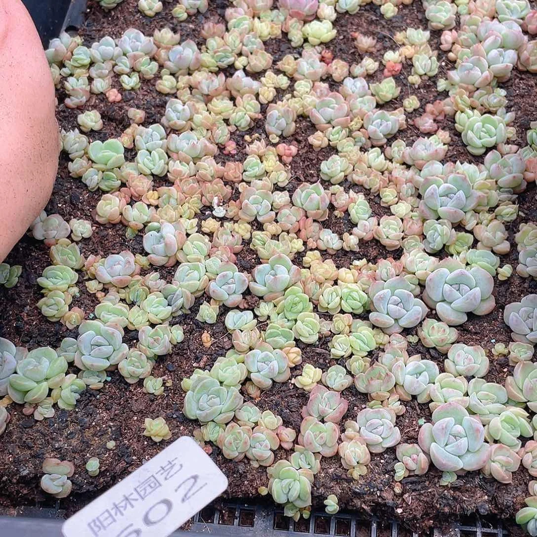 多肉植物多肉植物602