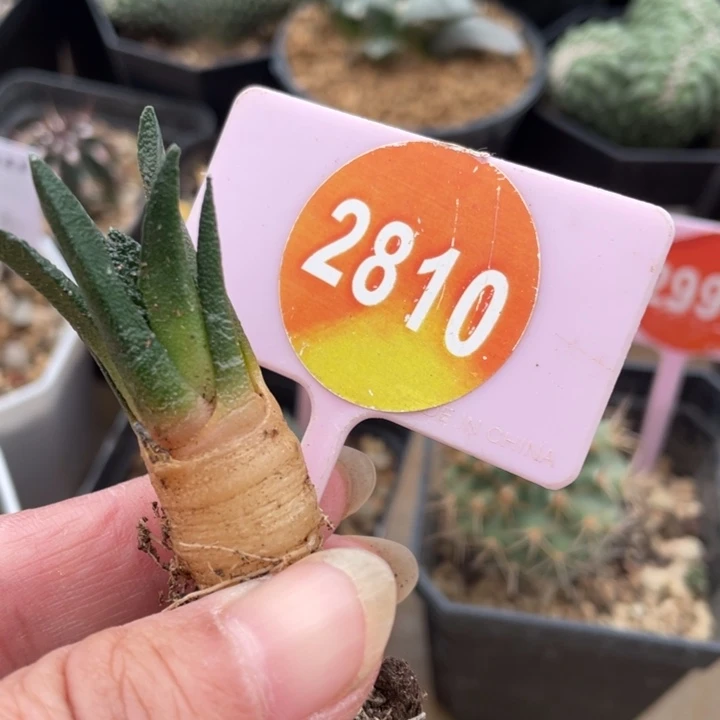 实生辛顿牡丹一棵2810