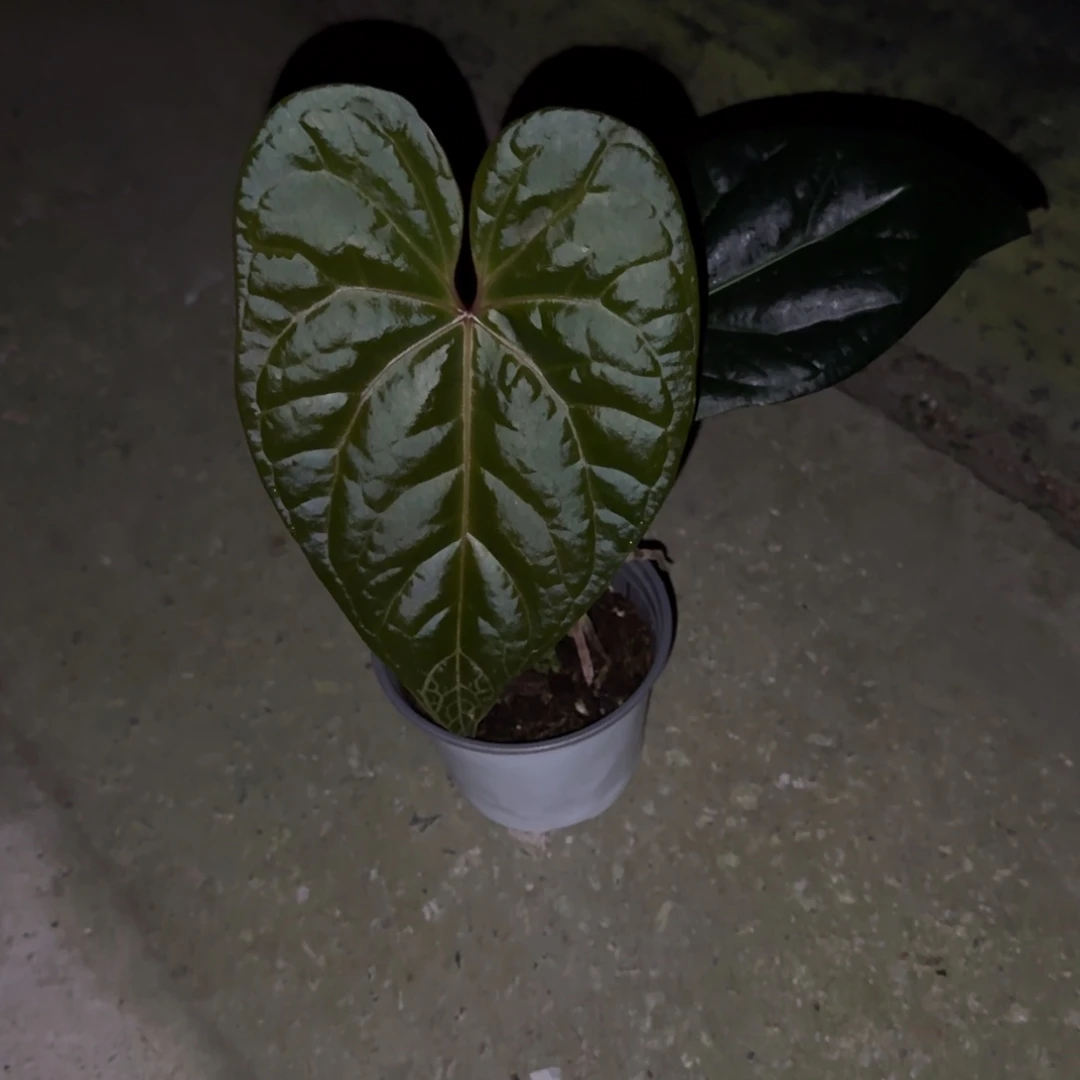 无花朵细脉华丽杂黑奢华