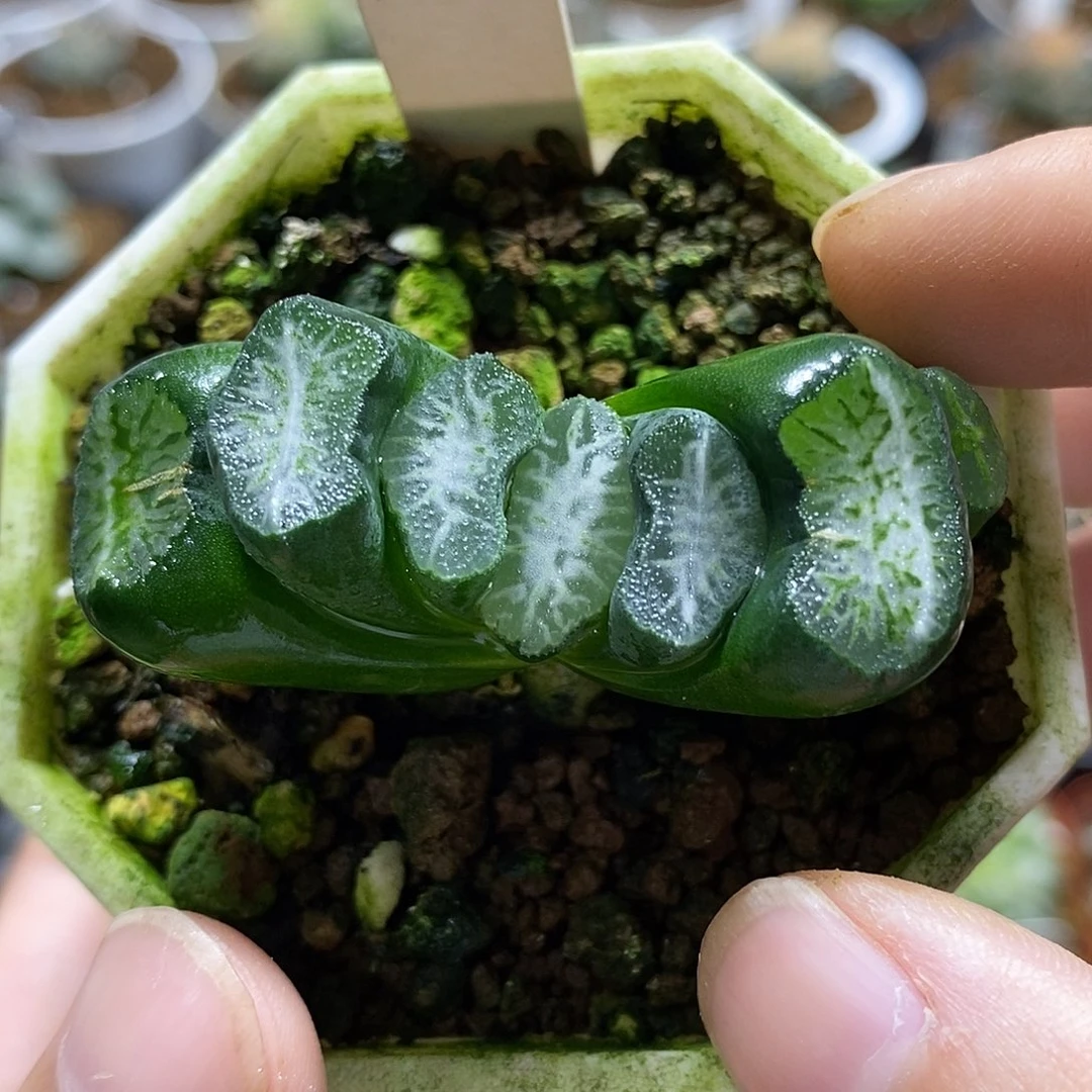 170实生哈哈哈哈哈哈