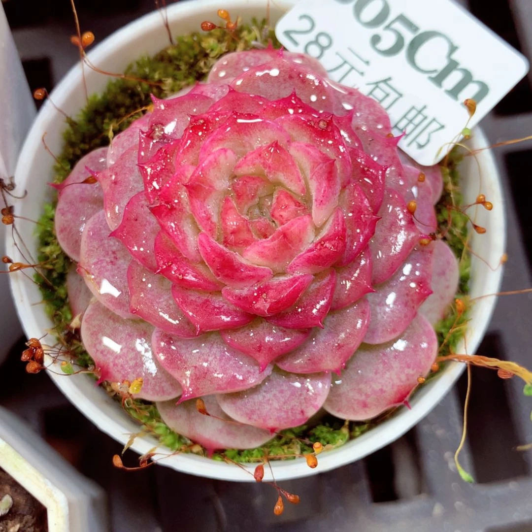 5厘米盆精控多肉805