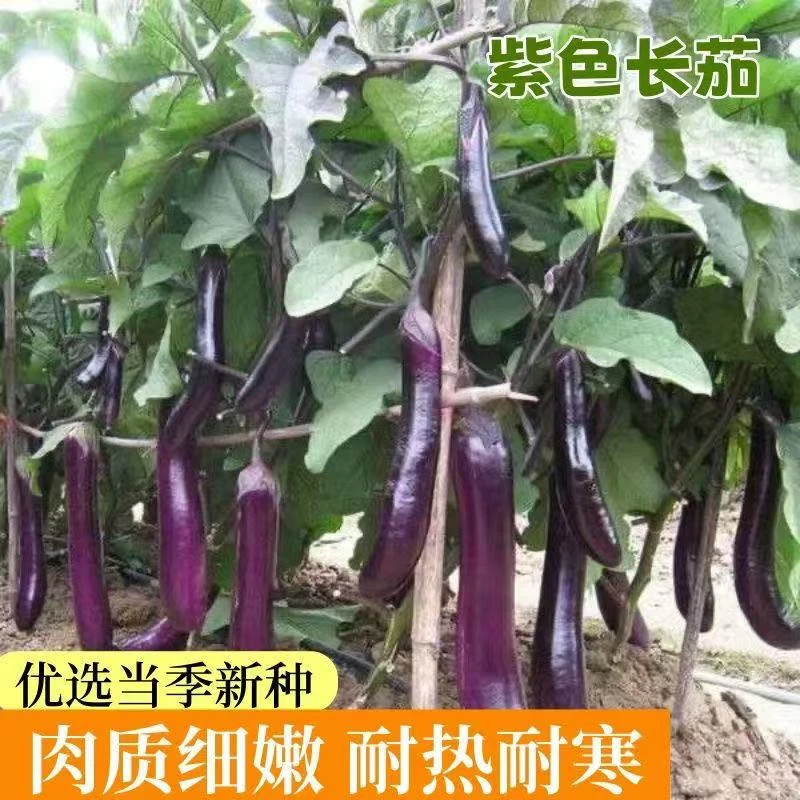 【基地直发】高产茄子苗紫长茄子苗精选茄子苗庭院阳台盆栽地栽