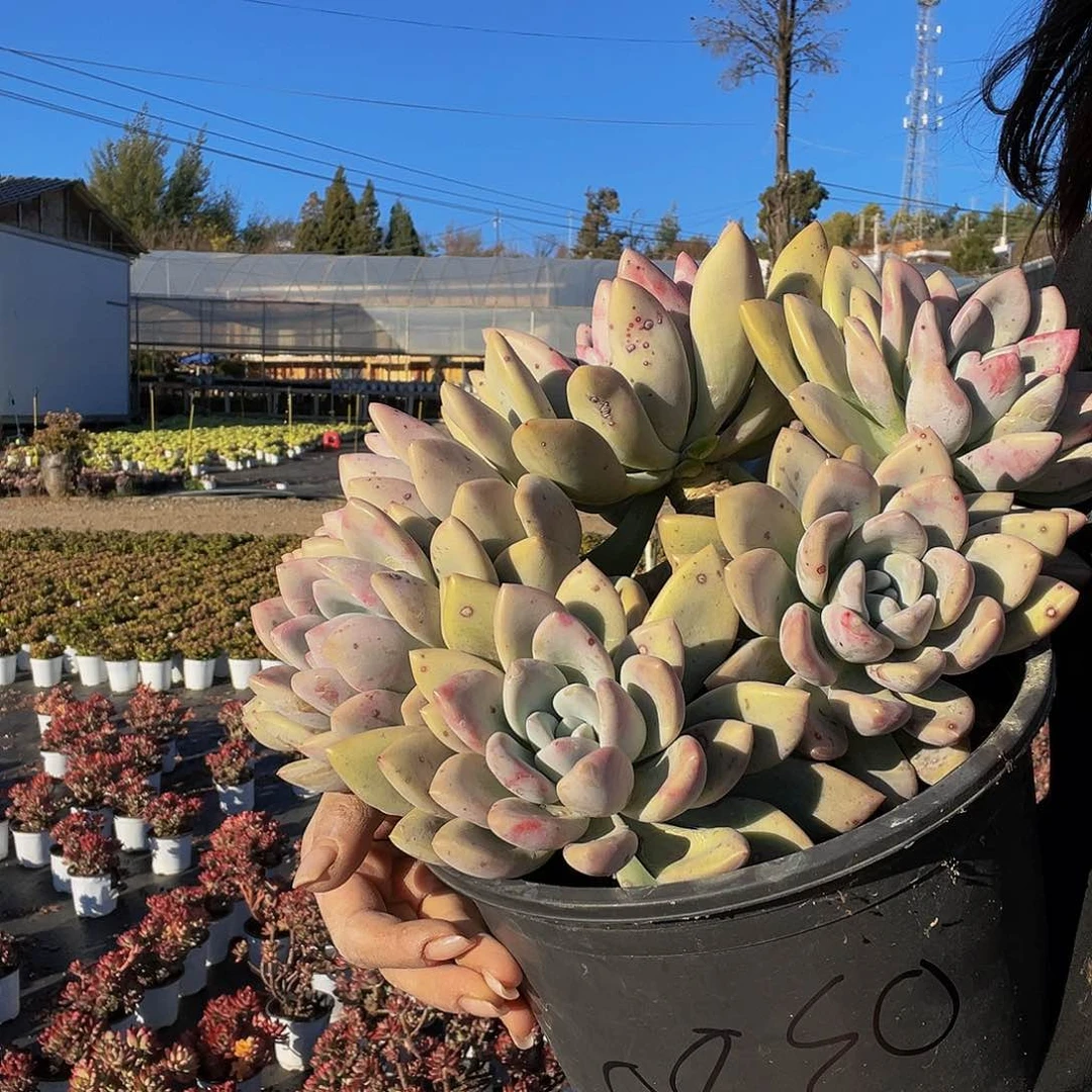 奥普玲娜0380精品多肉