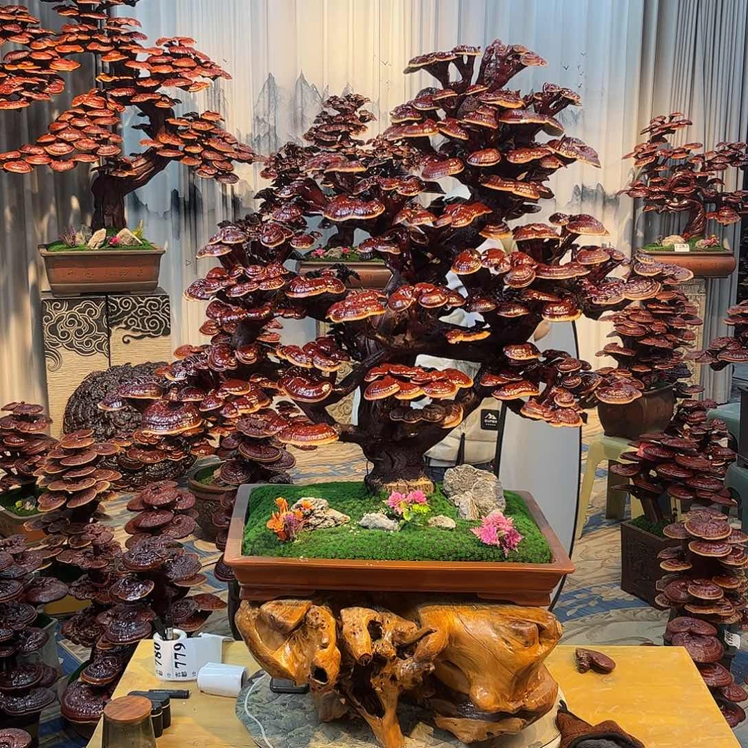 无花朵88888888888