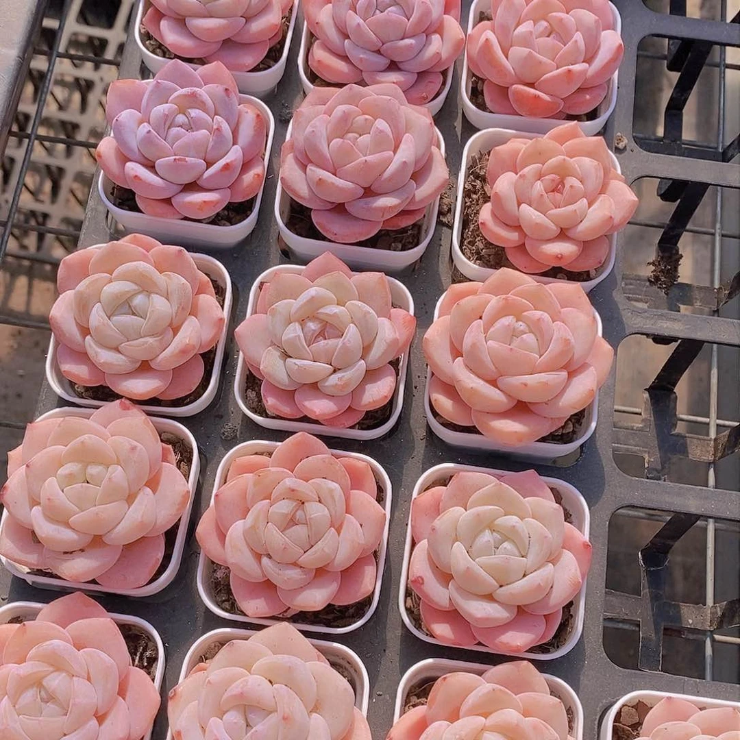 0129-小冰橙单头一颗 量拍