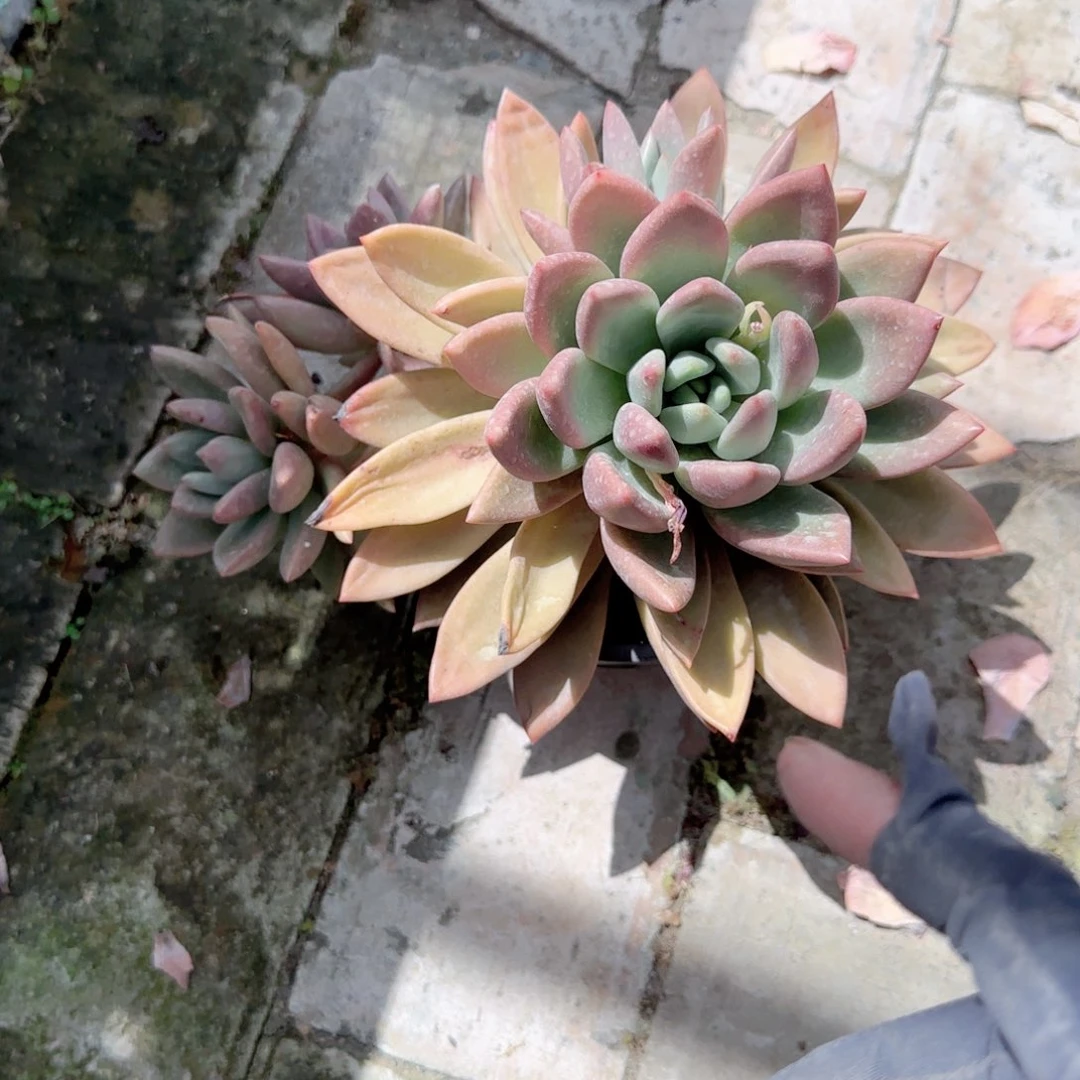 绕*柔桃花源群生多肉植物
