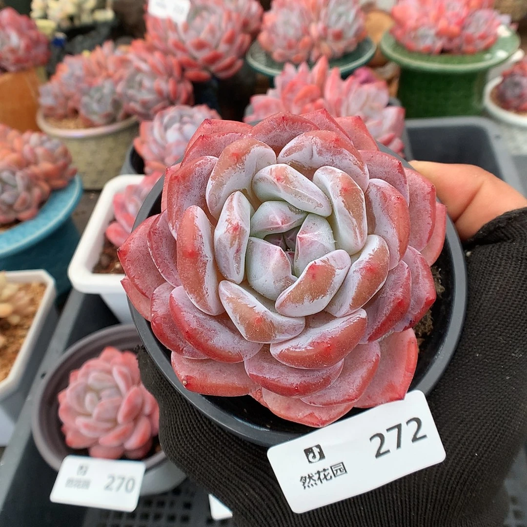 272粉星影多肉植物66666