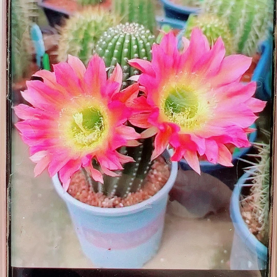 毛花柱美瞳侧芽 20 包邮