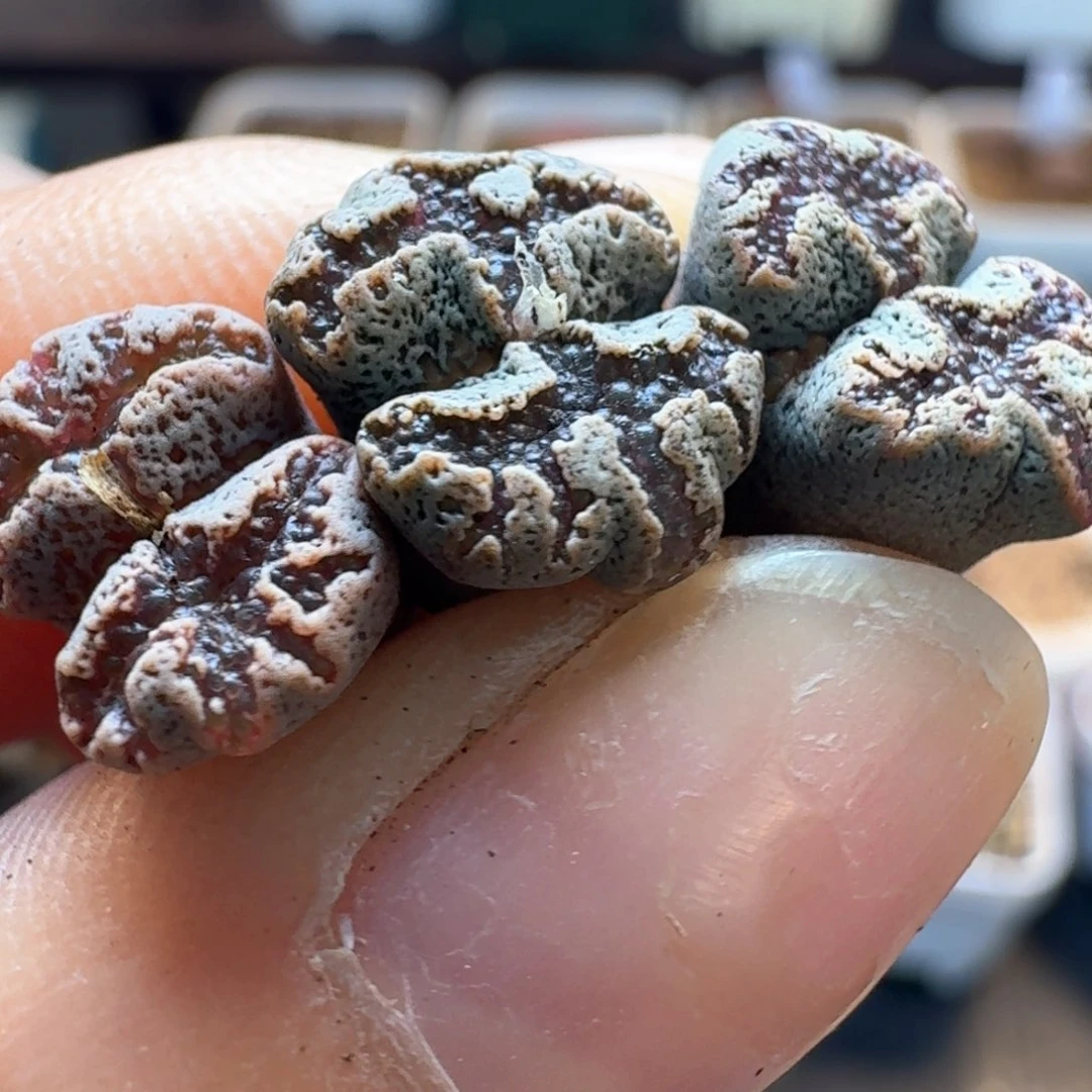 322三颗勋章 000000000