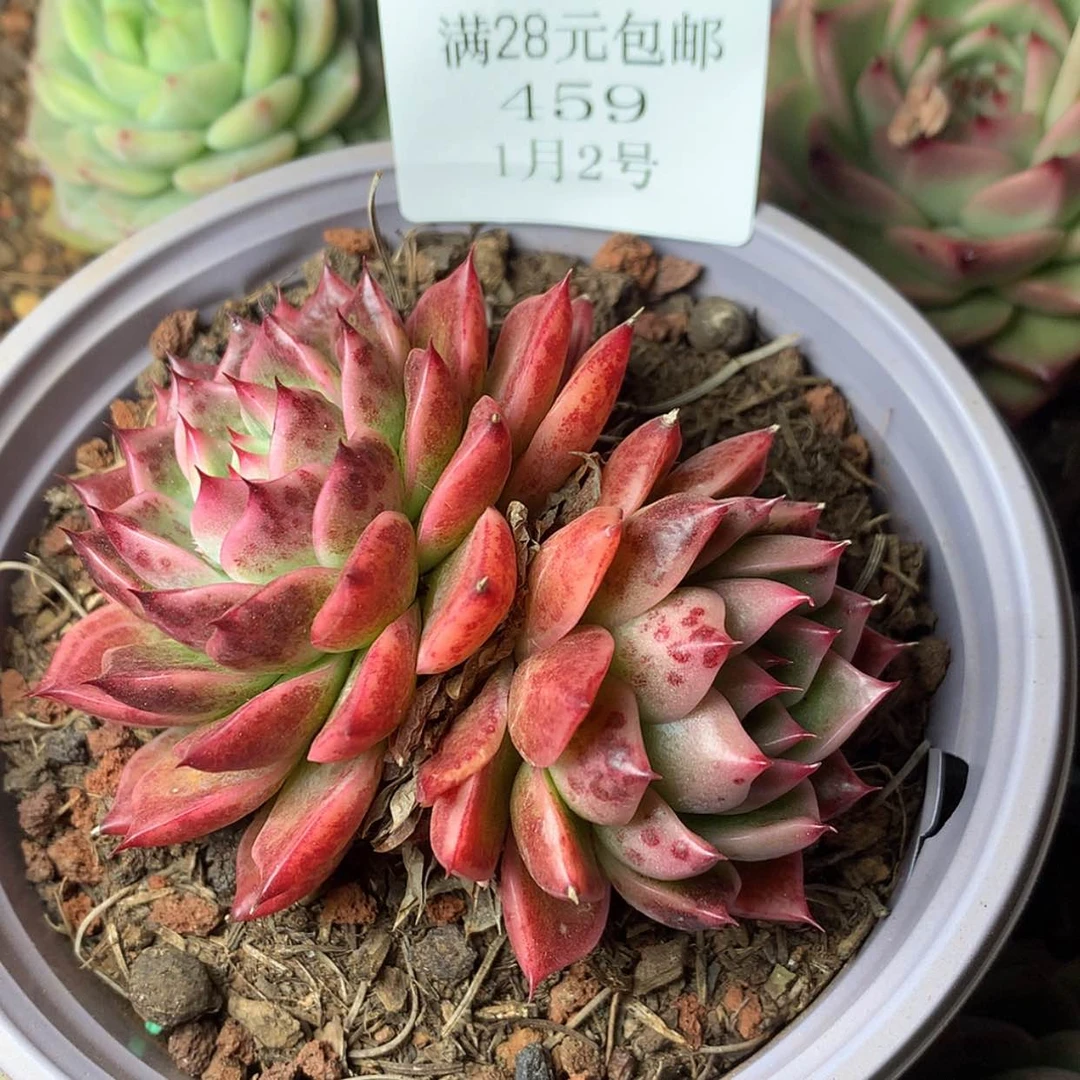 【闪购商品】云459号