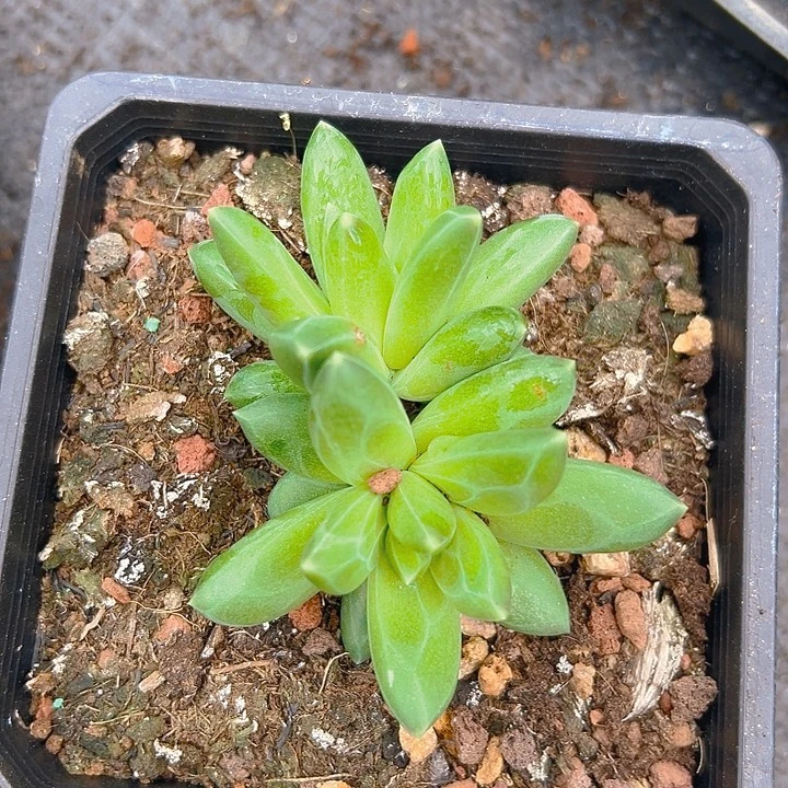 领航员特福利特美人系列一物一拍多肉一个