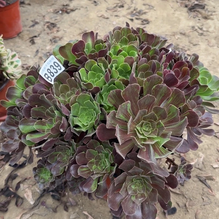 欧诺拉……多肉植物……