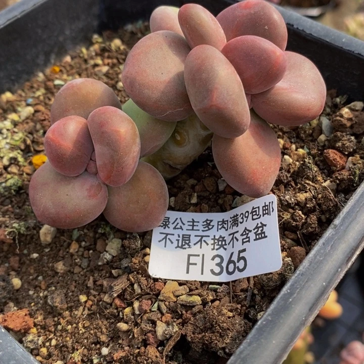 芒果奶6cm365多肉植物