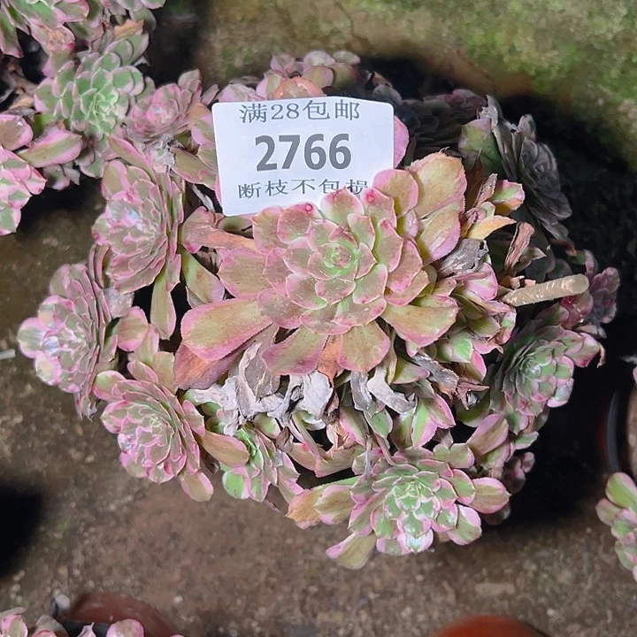 2766霁月多肉植物保护