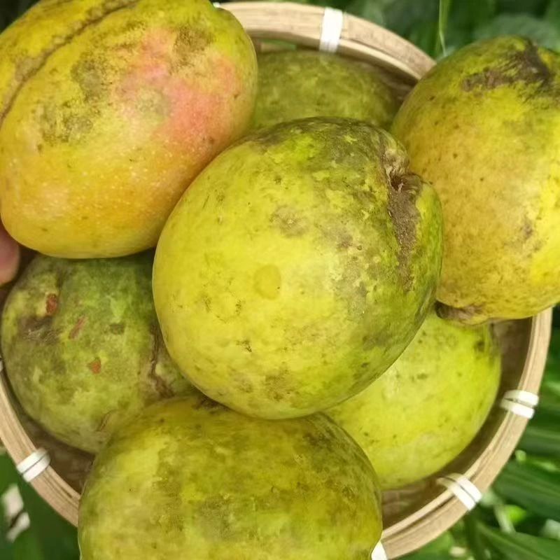 云南芒市老品种酸木瓜酸味水果孕妇馋嘴现摘现发新鲜采摘