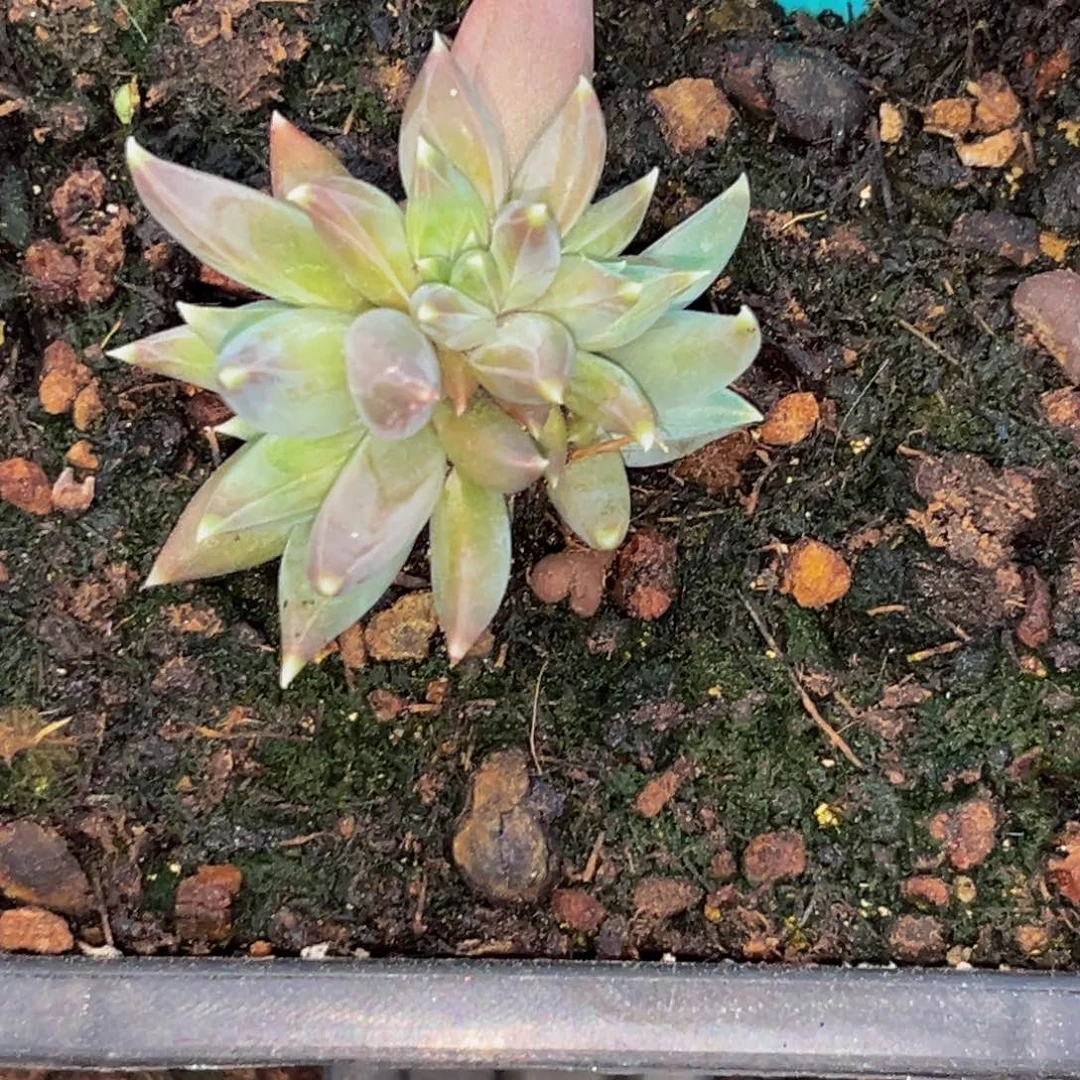 玉***金9005下午多肉植物群生