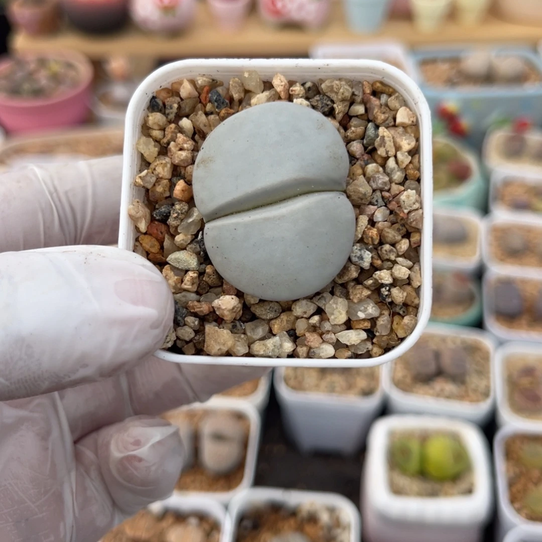 多肉植物一物一拍19