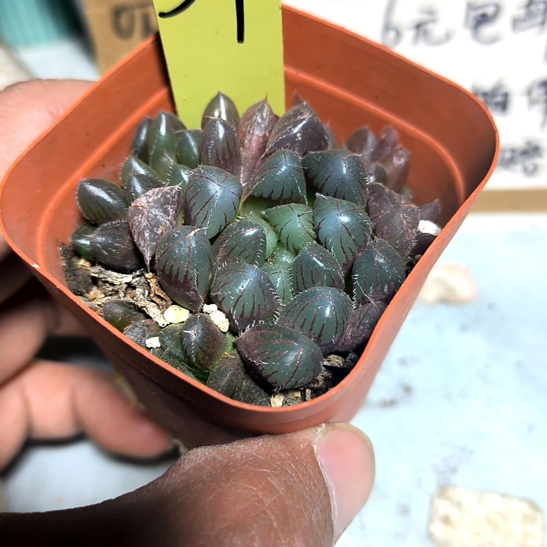 满6元包邮，#34号玉露方盆