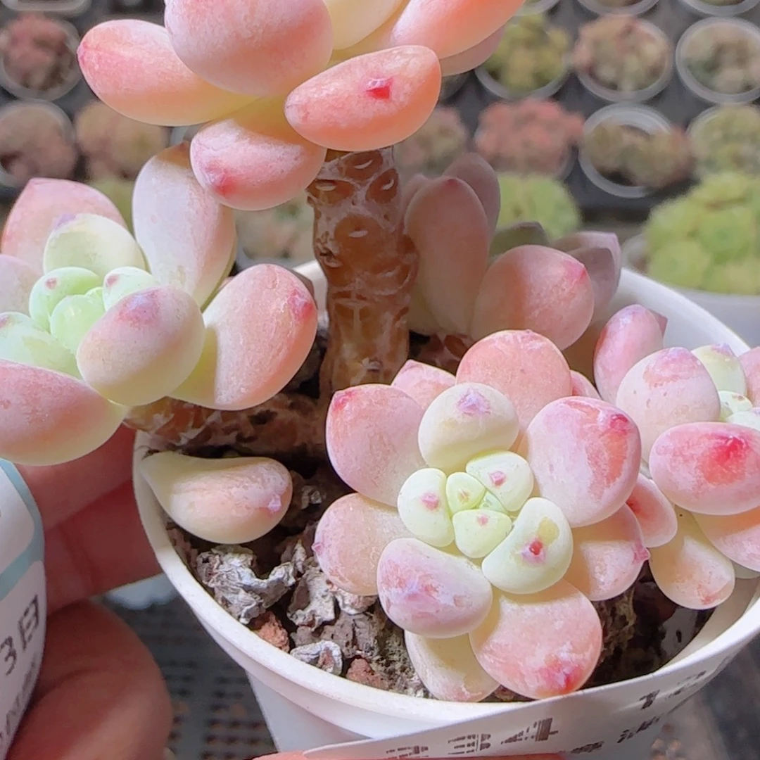 花语多肉1203-234