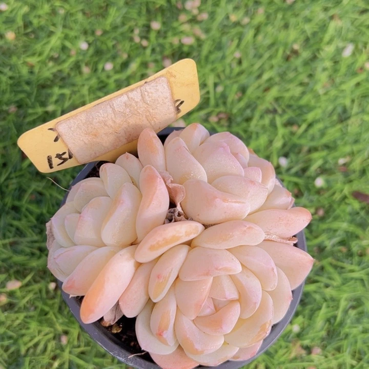 健健康康平平安安