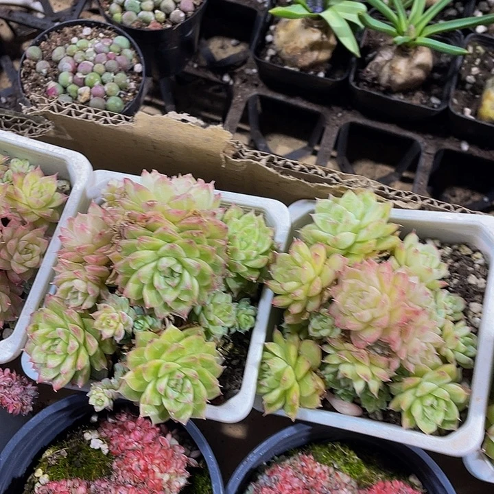 10方大麦秆群带盆土发