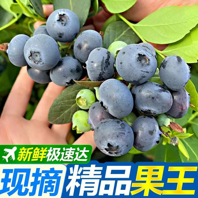 【花香蓝莓/顺丰包邮】四川大凉山孕妈妈水果现摘家养盆栽现发