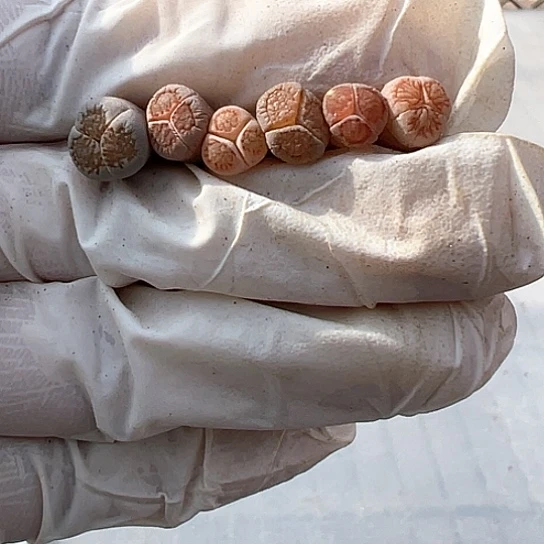 2226.奔清货111111