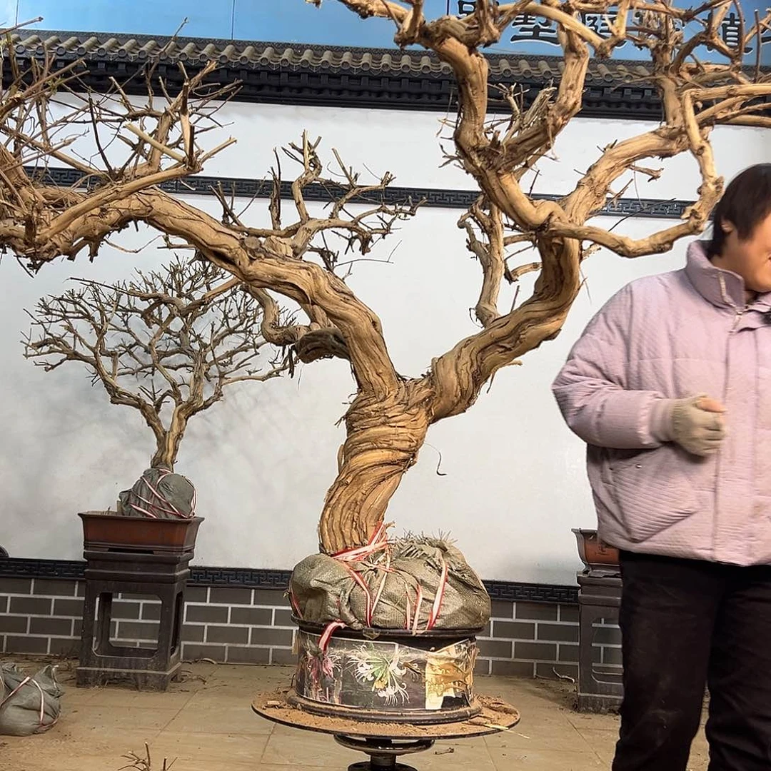 金银花58888580005