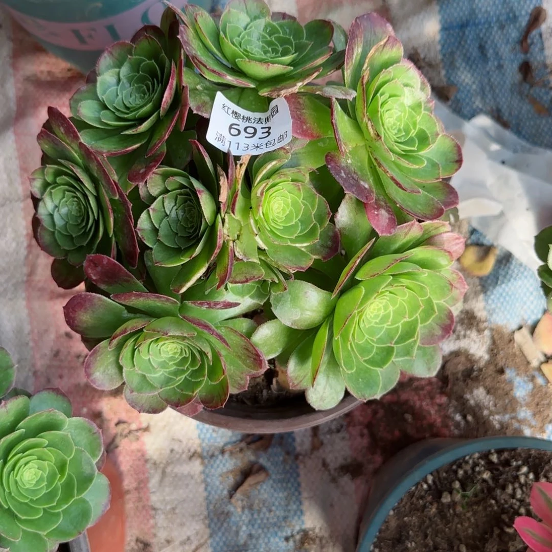 万圣夜法师多肉693