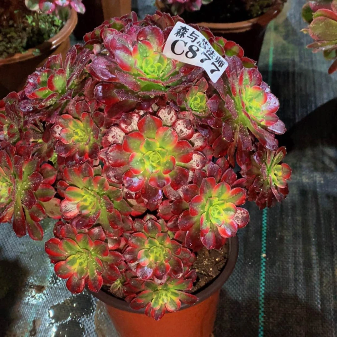 【闪购商品】877安娜