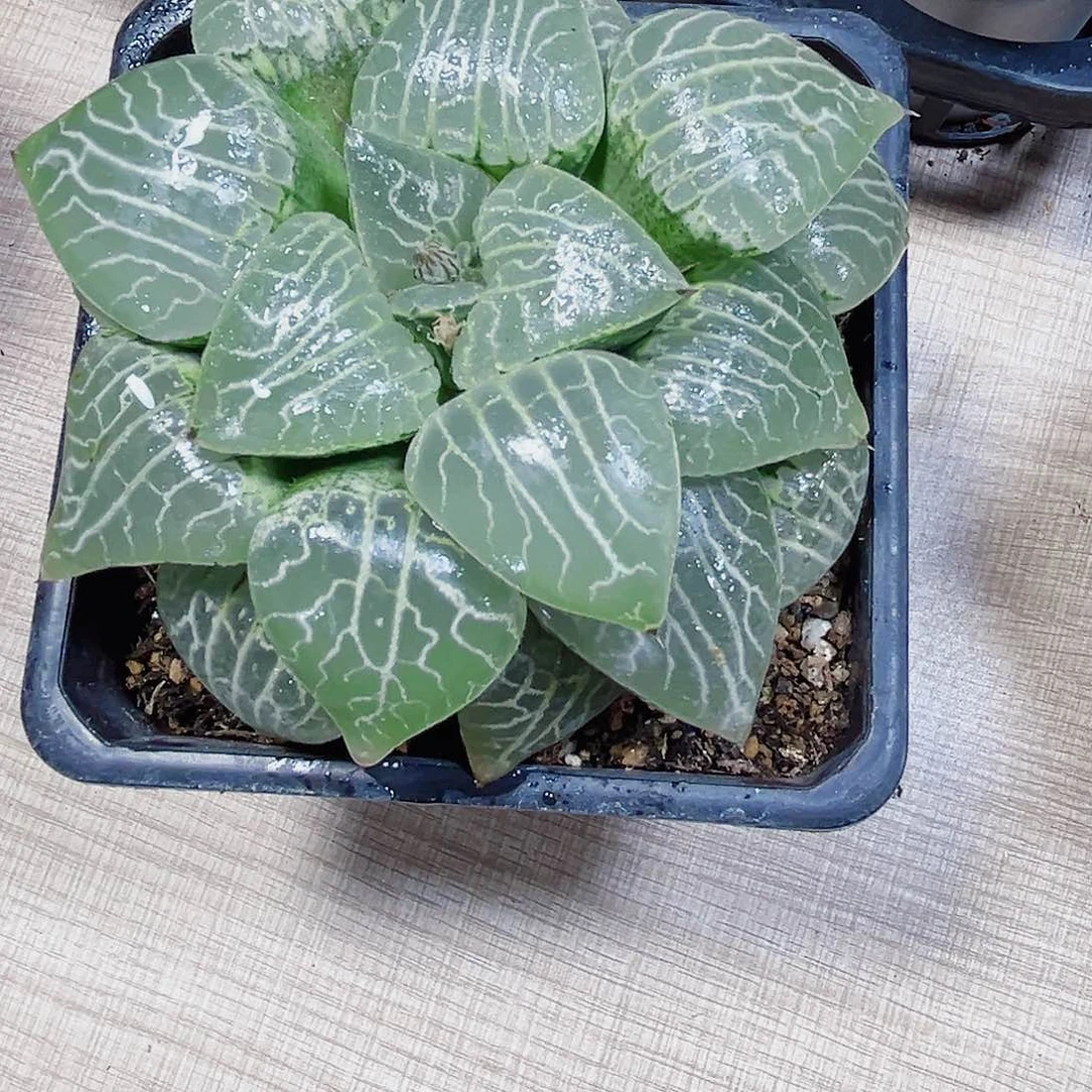 水晶康平多肉植物6666