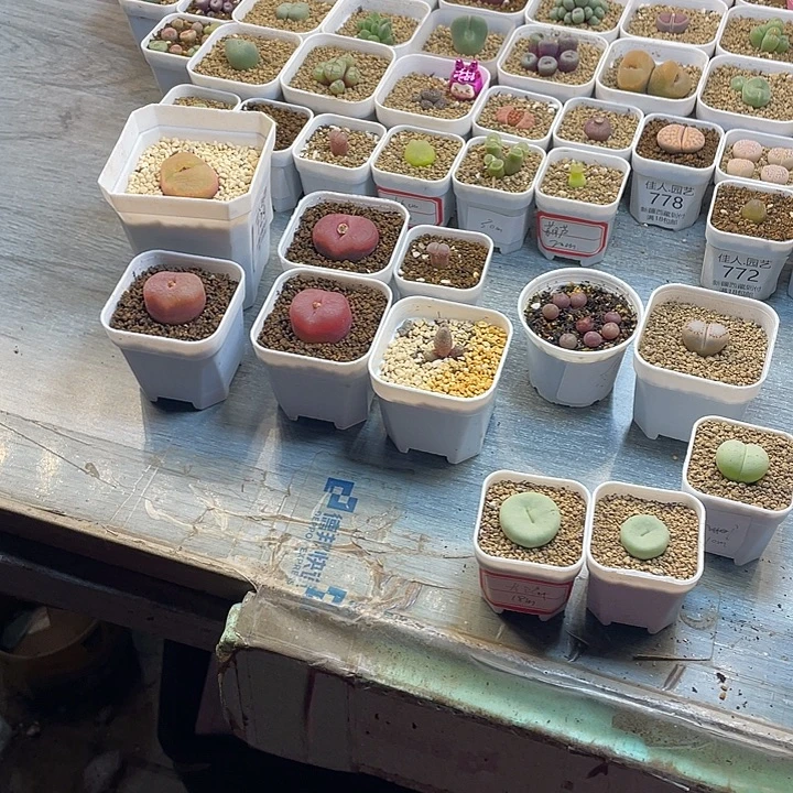 静***香佳人园艺博览会轻轻488