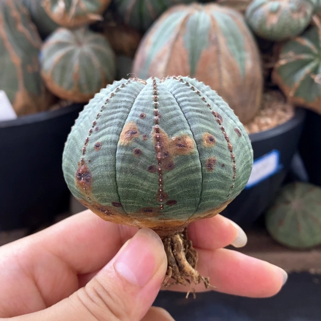 1欧系实生布纹球一物一拍