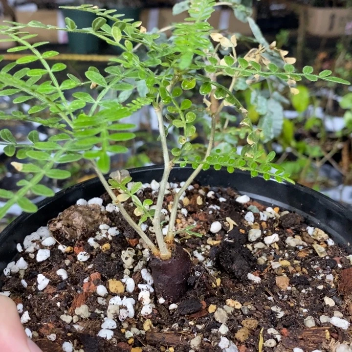 a***樂枝灌脱土发货植物