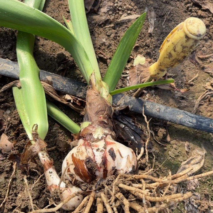 无花朵别****?水彩画包对版