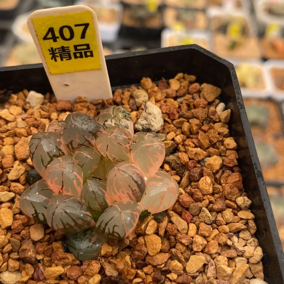 407灵犀玉露多肉植物