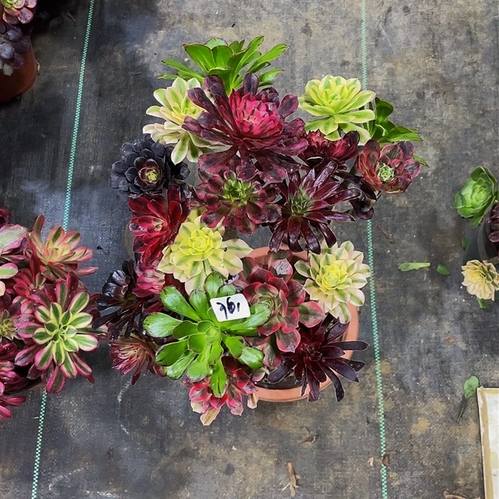 1****t架接法师一个361号