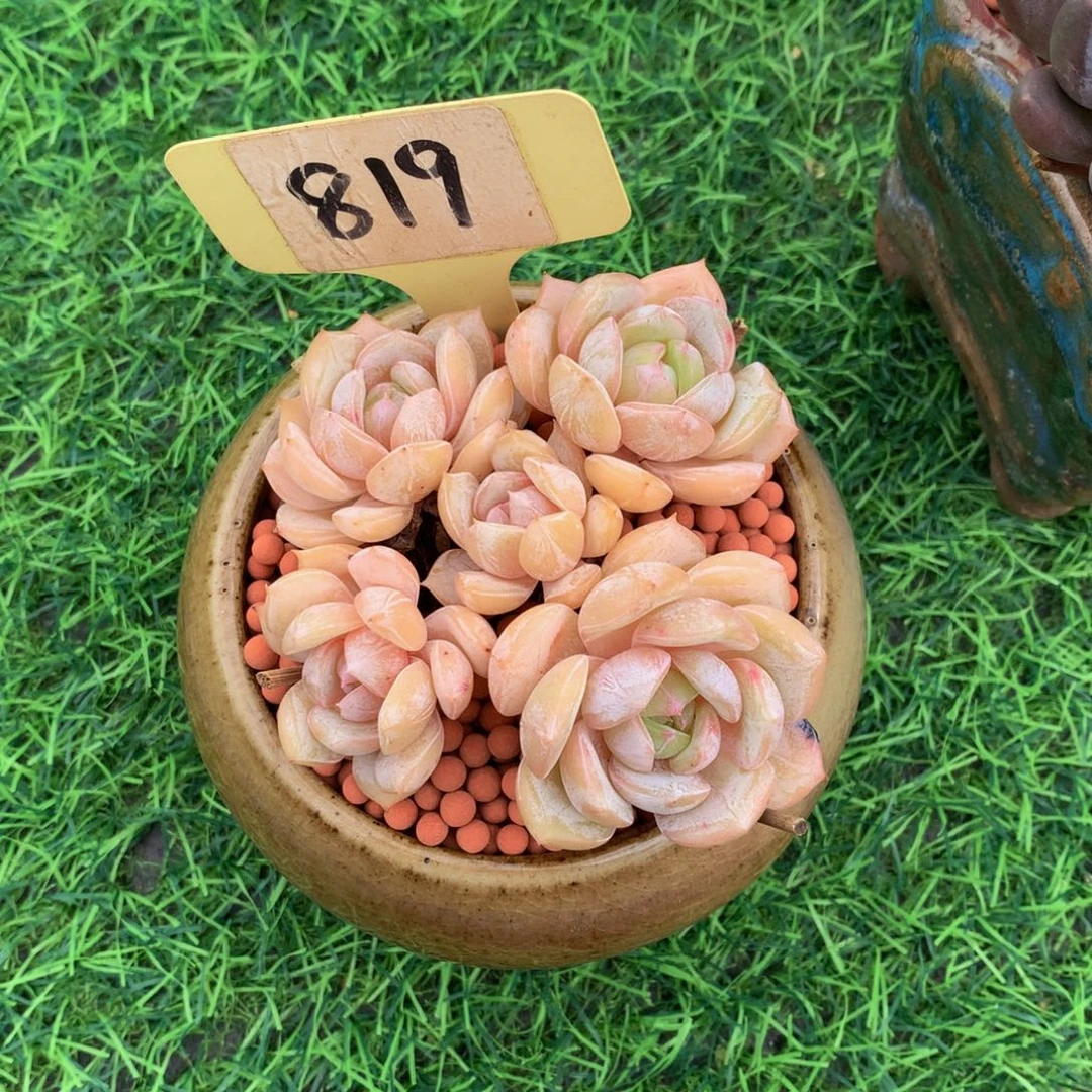 恩***宝带盆多肉植物72727283837383