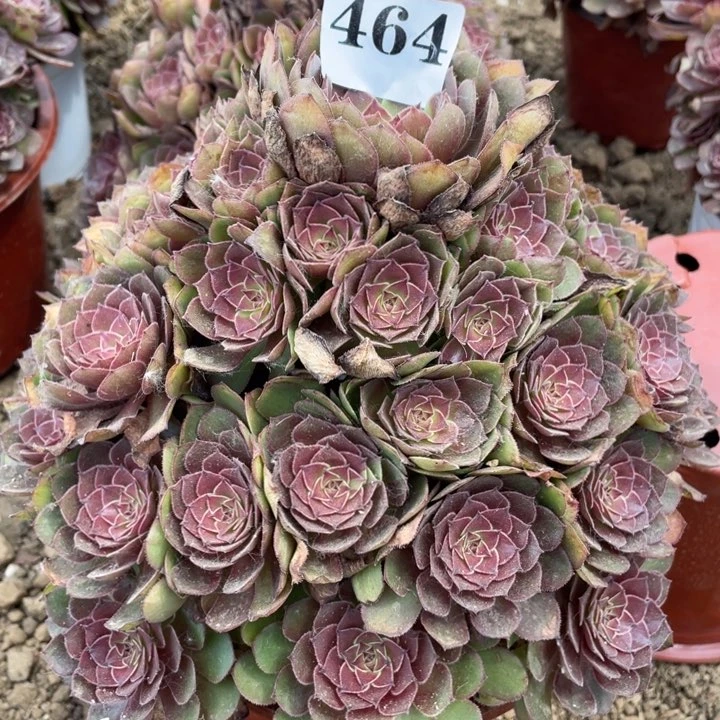 用***3无花朵464多肉红魔植物
