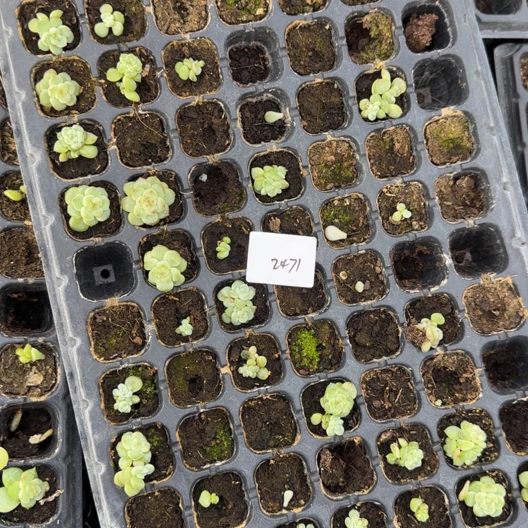 2471 一半托满20包邮