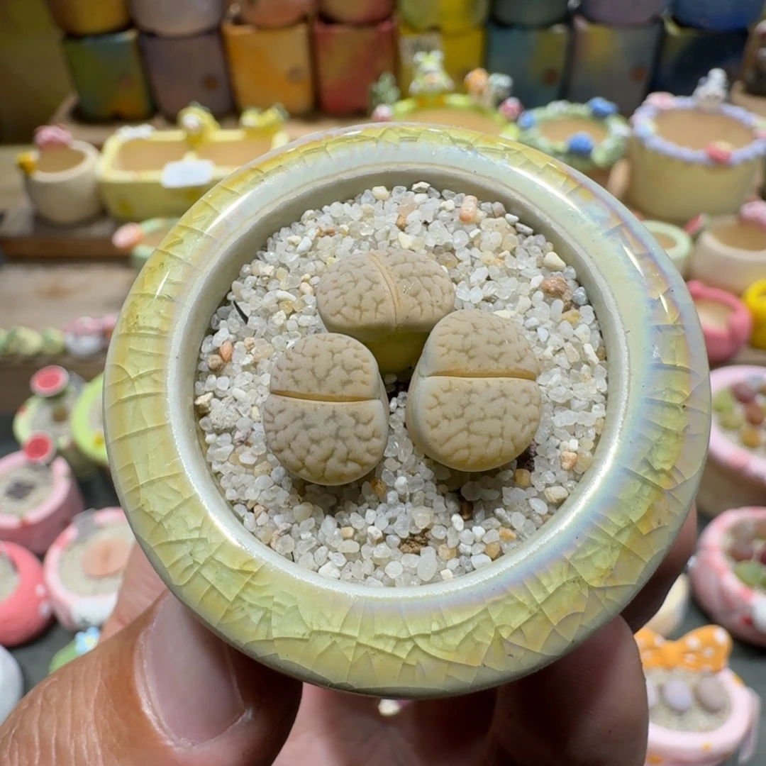 蘑菇1091白珊瑚多肉植物