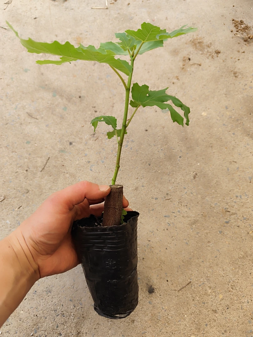 青皮波姬红芭劳奈盆栽绿植