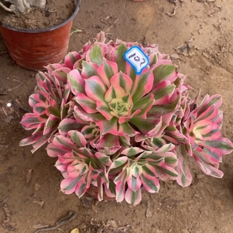 女巫捧花一物一拍