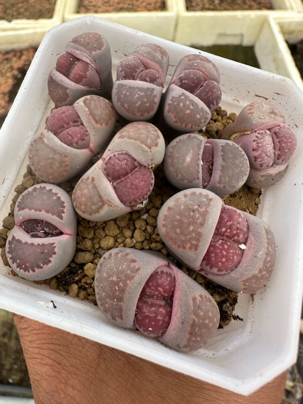 新粉福利，生石花紫李夫人量拍脱土发货