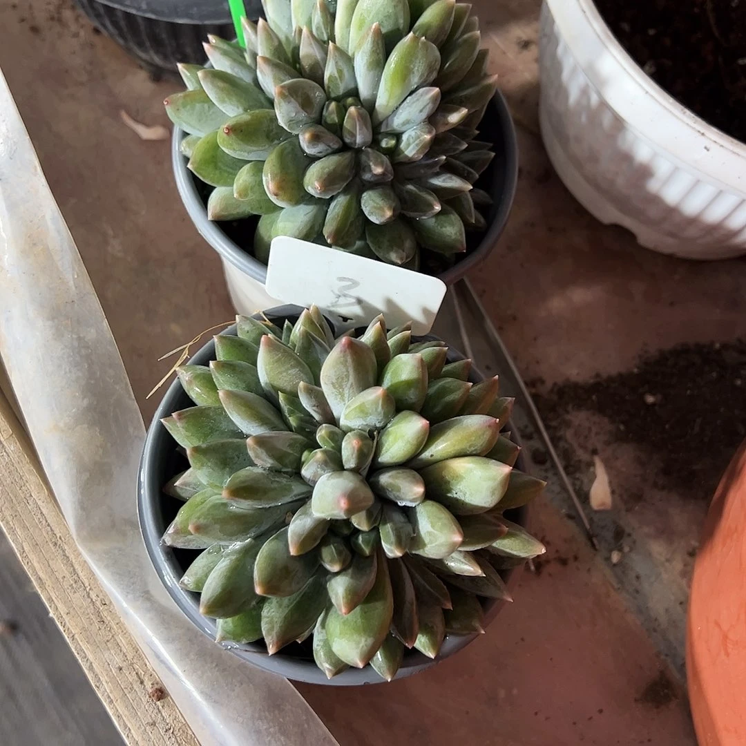 灿***言重楼缀3号173号多肉