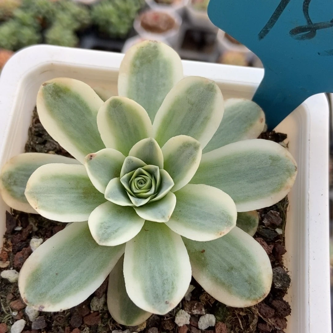 785玫瑰锦多肉植物保护