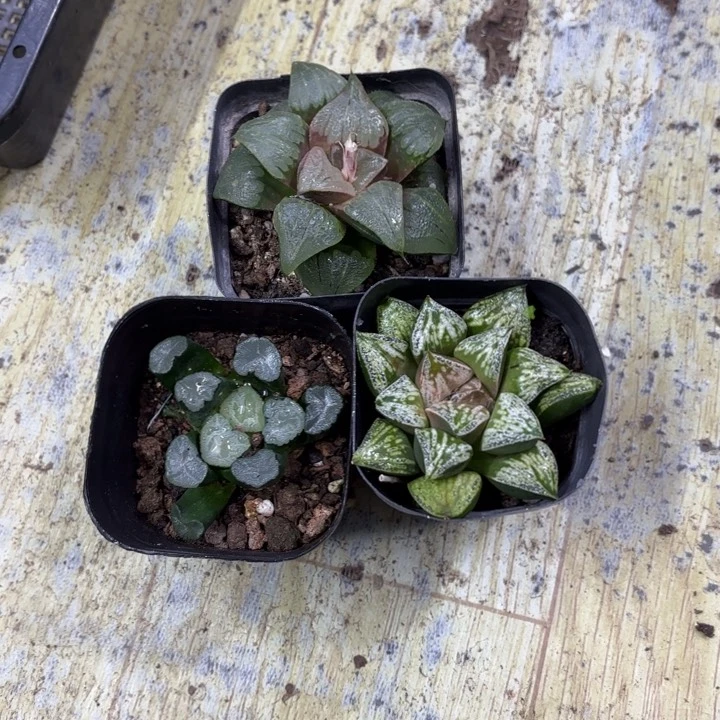 套餐组合3棵 带盘发货